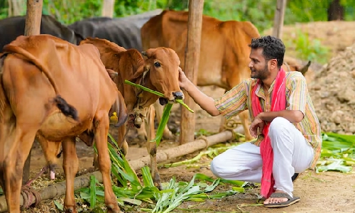 Seva D